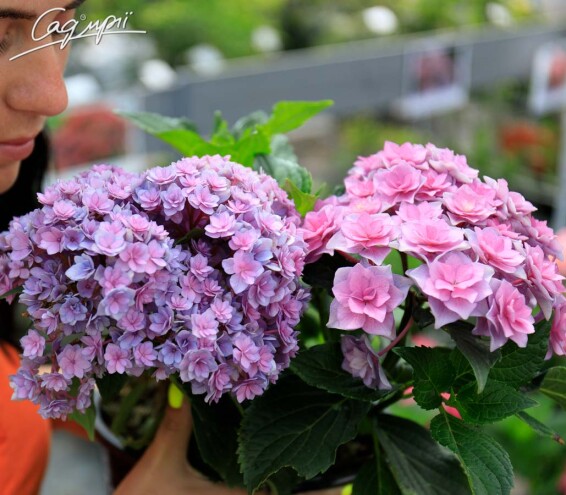 Гортензия крупнолистная 'You and Me Together Rose'® - 1
