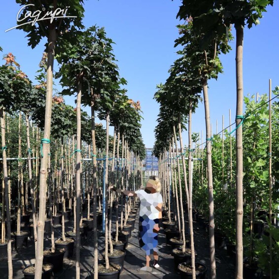 Клен платановидный 'Globosum' #12, WRB 18--20 250-300 St. 200 - 9