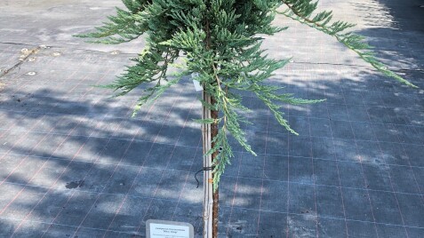 Розплідник Сад Вашої Мрії пропонує штамбові ялівці і не тільки