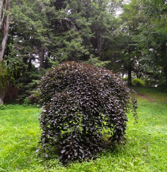 Бук лесной 'Purpurea Pendula' - 8
