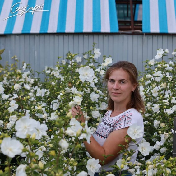 Гибискус сирийский 'White Chiffon' - 5