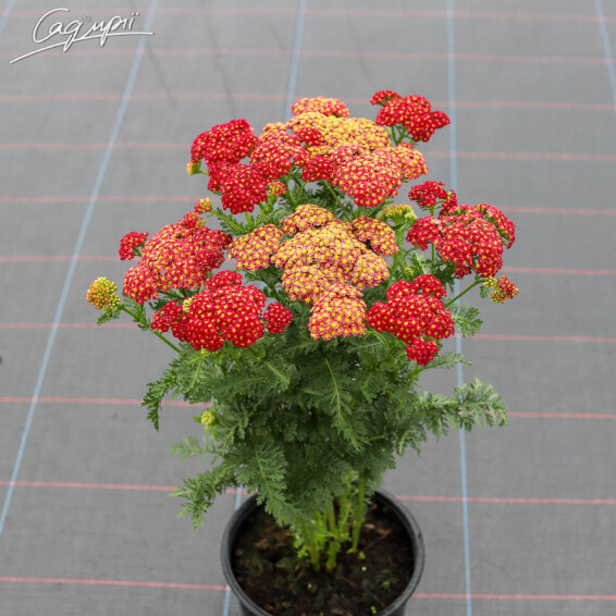Тысячелистник гибридный 'Tutti-Frutti Pomegranate' - 6