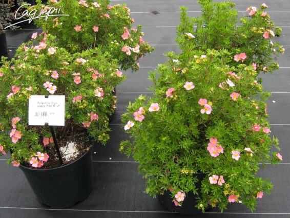Лапчатка кустарниковая 'Lovely Pink'® - 1