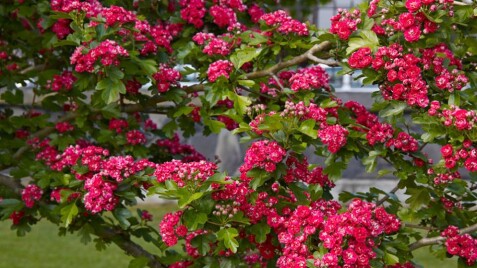 Глід 'Paul's Scarlett'