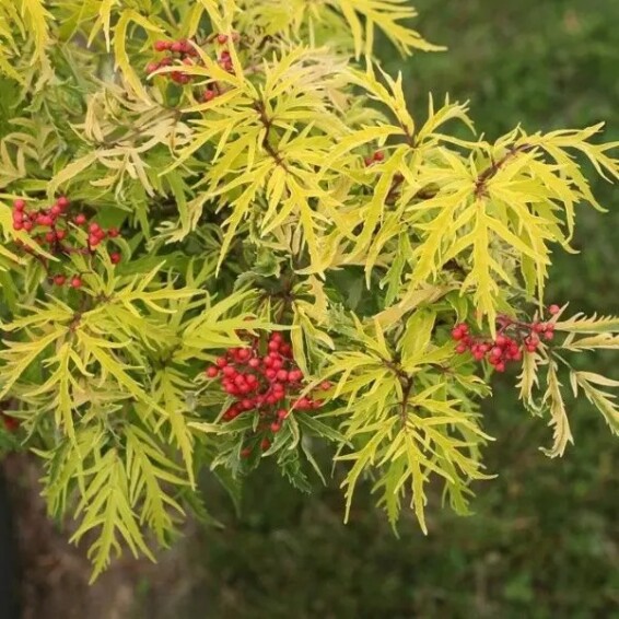 Бузина 'Lemony Lace' #1, С5 - - 5