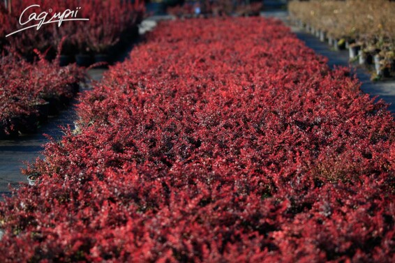 Барбарис Тунберга 'Atropurpurea Nana' #2, WRB - - 2