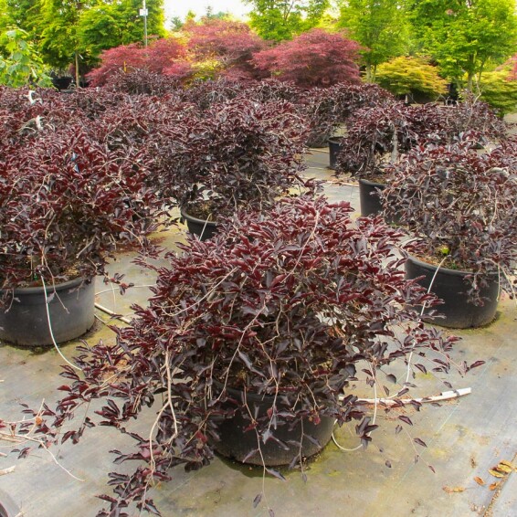 Бук лесной 'Purpurea Pendula' - 9