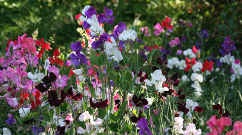 Чина широколиста - красива кучерява рослина для Вашого саду.