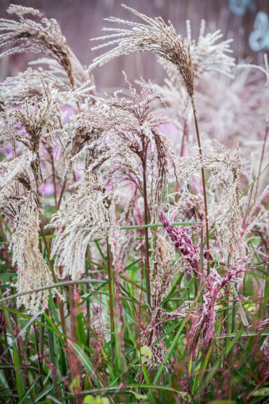 Міскантус китайський 'Boucle®' - 4