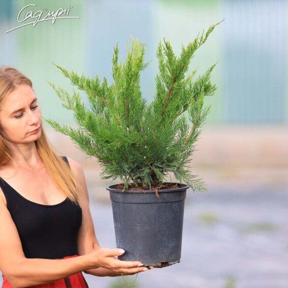 Ялівець середній 'Mint Julep' #1, C3 40-50 - 6
