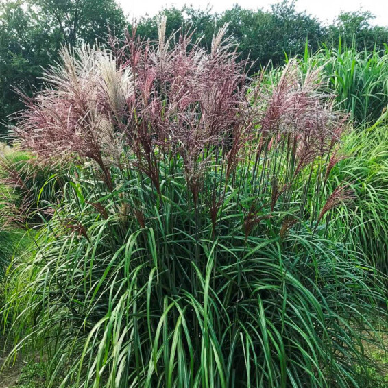 Мискантус китайский 'Serengeti®' - 1