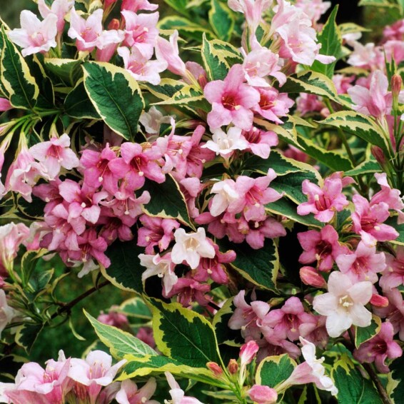 Вейгела 'Nana Variegata', p9 20-30 - 5