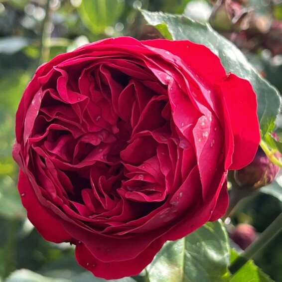 Троянда англійська паркова 'Red Eden' - 2