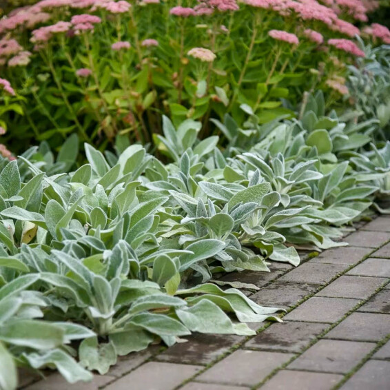 Чистец византийский ‘Silver Carpet’ - 4