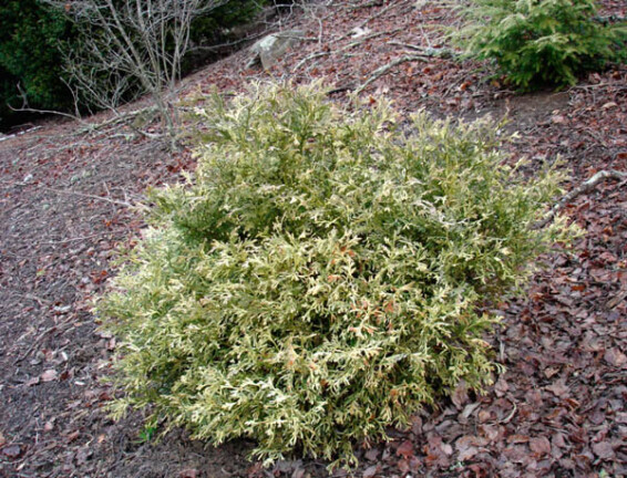 Туевик долотовидный 'Variegata' - 1