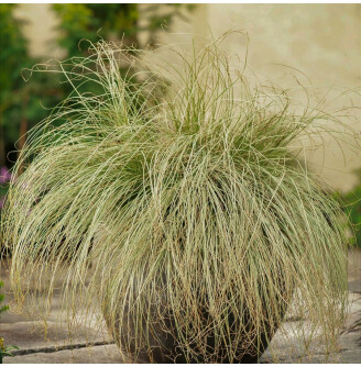 Осока волосоподібна 'Frosted Curls'