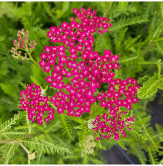 Тысячелистник гибридный 'Cassis'