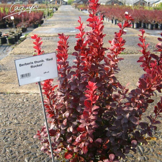 Барбарис Тунберга 'Red Rocket' #1, p9 20-30 - 8
