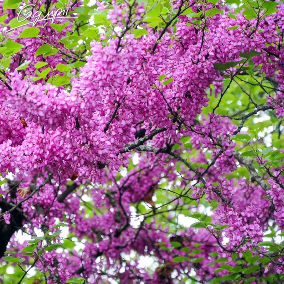 Церцис канадский #3, WRB - 200-250 - - 4