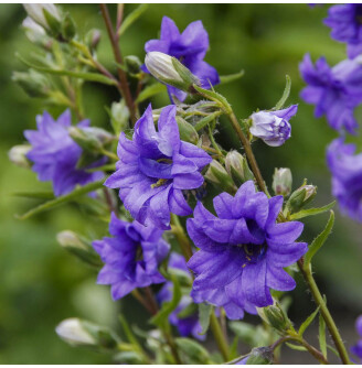 Колокольчик крапиволистный ‘Bernice’