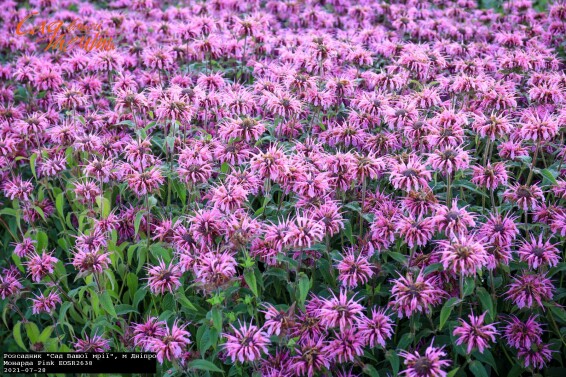 Монарда гибридная 'Pink' - 3