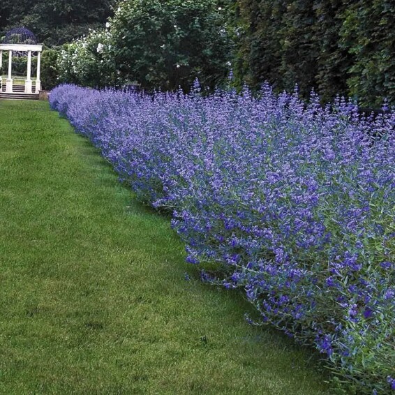 Каріоптерис кландонський 'Kew Blue' - 1
