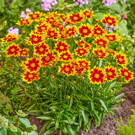 Кореопсис крупноцветковый ‘Solar Jewel®’ (PBR) - 2