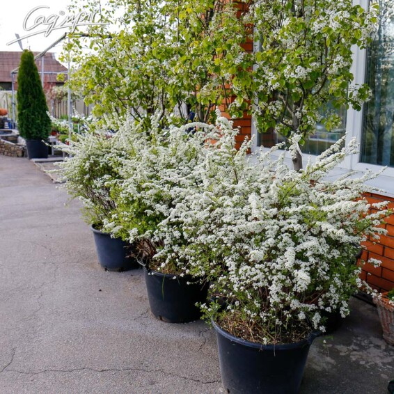 Спирея пепельная 'Grefsheim' #4, C2 30-40 - 4