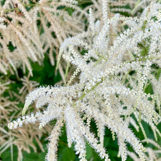 Волжанка китайская ‘Zweiweltenkind’ - 4