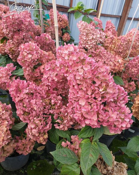 Гортензия метельчатая 'Sundae Fraise' ® - 1