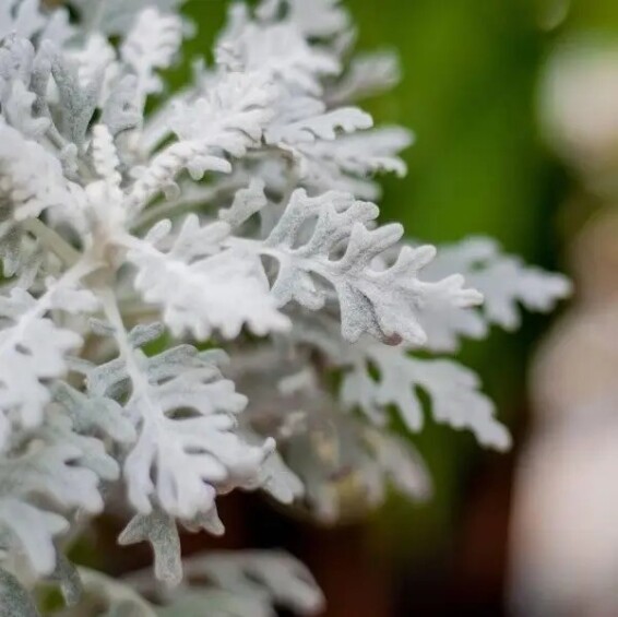 Цинерарія приморська - 6