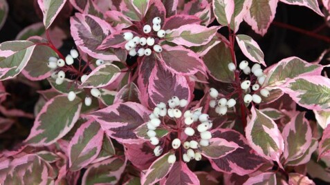 Несколько слов о свидине: знакомая незнакомка