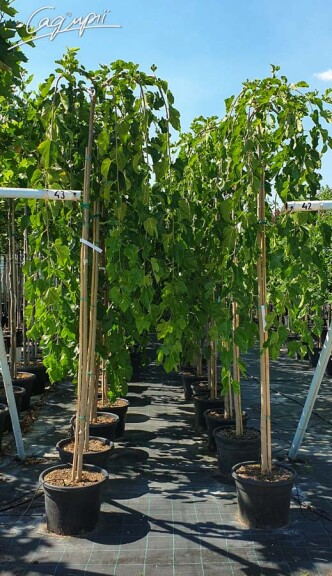Шелковица белая Pendula - 2