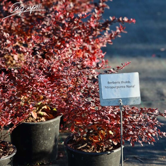 Барбарис Тунберга 'Atropurpurea Nana' - 4