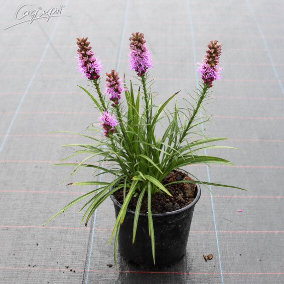Ліатріс колосковий 'Floristan Violet' - 3
