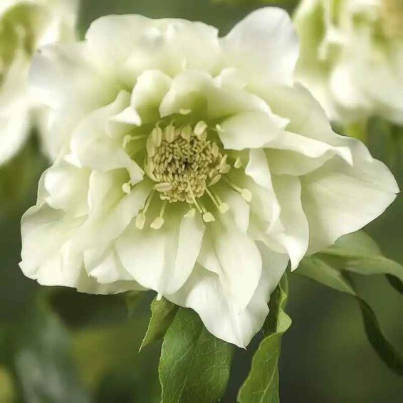 Морозник 'Double Ellen White' ® - 1