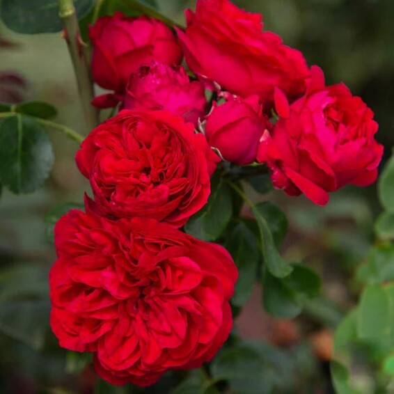 Троянда англійська паркова 'Red Eden' - 7