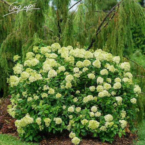 Гортензия метельчатая 'Little Lime' #1, С2 100-125 - 2