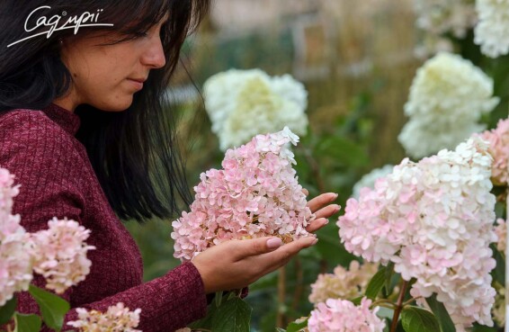 Гортензія волотиста 'Vanille Fraise' ® - 2