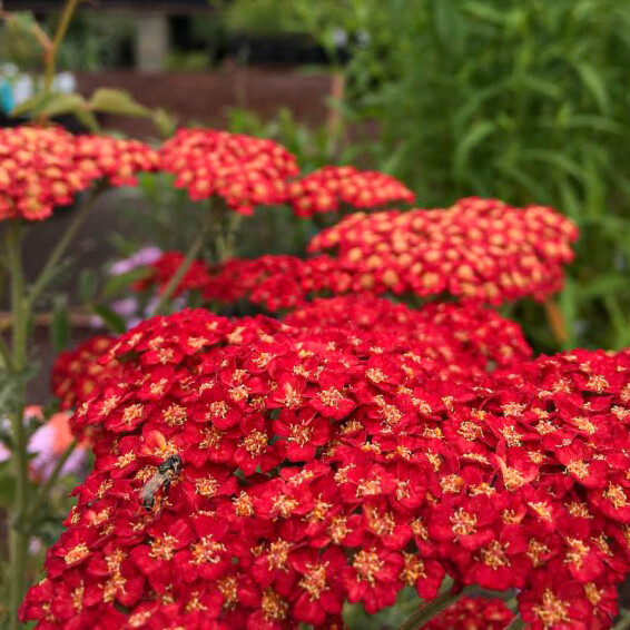 Тысячелистник гибридный 'Pretty Woman' - 4