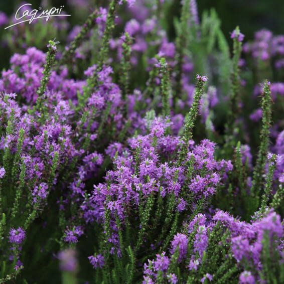 Вероника гибридная 'Plumosa Amethyst Plume'®, p9 - - 4