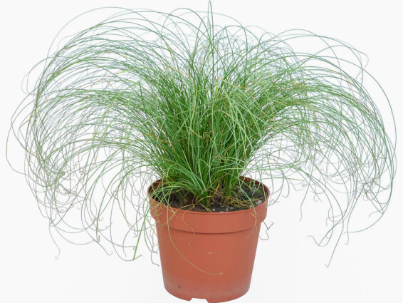 Осока волосоподібна 'Frosted Curls' - 4