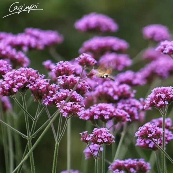 Вербена бонарская #1, p9 - - 1