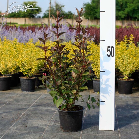 Вейгела цветущая 'Nana Purpurea' #3, C3 60-70 - 2