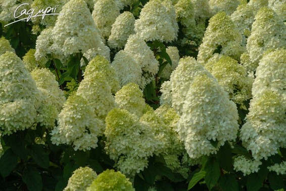 Гортензия метельчатая 'Limelight' ® #4, С7 - - 5