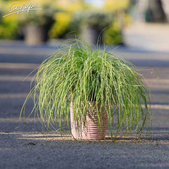 Осока повислая 'Blue Zinger', С1.5 - - 5 Осока повислая 'Blue Zinger', С1.5 - - 5