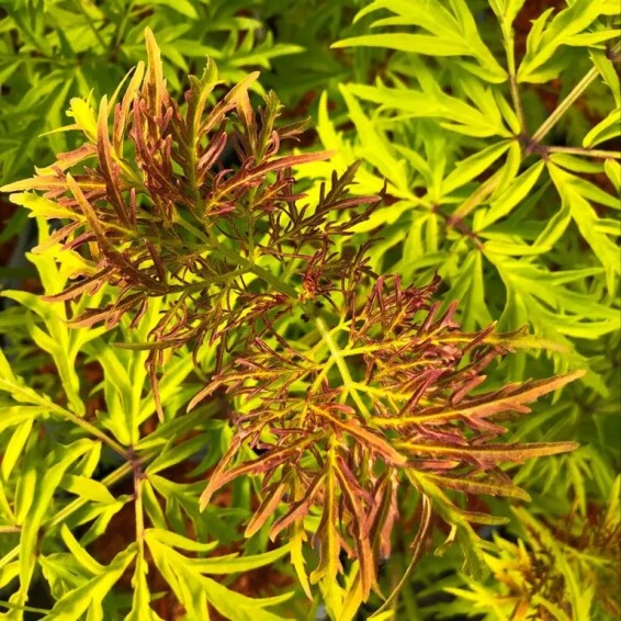 Бузина 'Lemony Lace' #1, С5 - - 8