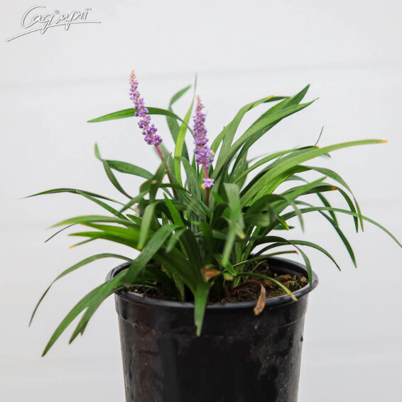 Лириопе мускари 'Royal Purple' - 3