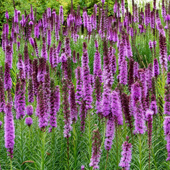 Ліатріс колосковий 'Floristan Violet' - 7