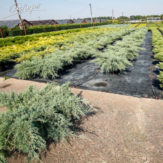 Ялівець середній 'Pfitzeriana Glauca' - 2